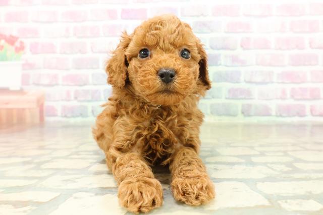 北海道のトイプードル(トイ) (Coo&RIKU札幌東店/2025年11月17日生まれ/男の子/レッドフォーン)の子犬の1枚目の画像