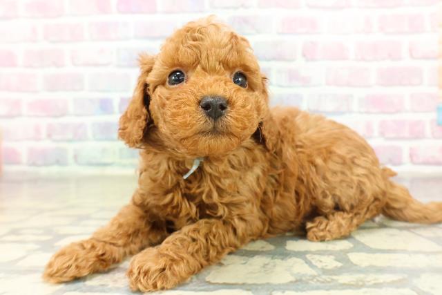 北海道のトイプードル(トイ) (Coo&RIKU札幌東店/2025年11月17日生まれ/男の子/レッドフォーン)の子犬の2枚目の画像