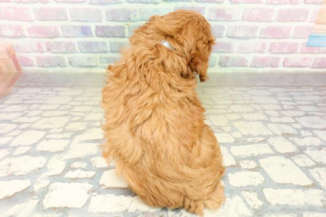 北海道のトイプードル(トイ) (Coo&RIKU札幌東店/2025年11月17日生まれ/男の子/レッドフォーン)の子犬の4枚目の画像