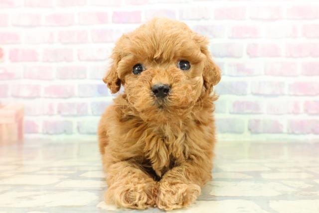 沖縄県のトイプードル(トイ) (Coo&RIKUイオン北谷店/2025年11月17日生まれ/女の子/レッドフォーン)の子犬