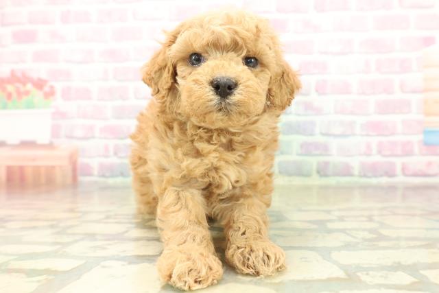 沖縄県のトイプードル(トイ) (Coo&RIKUイーアス沖縄豊崎店/2025年11月17日生まれ/女の子/オレンジフォーン)の子犬の1枚目の画像