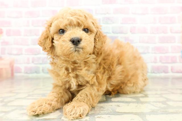 沖縄県のトイプードル(トイ) (Coo&RIKUイーアス沖縄豊崎店/2025年11月17日生まれ/女の子/オレンジフォーン)の子犬の2枚目の画像