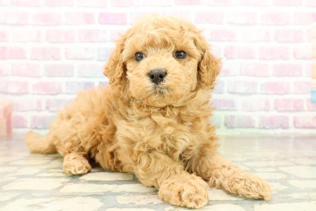 沖縄県のトイプードル(トイ) (Coo&RIKUイーアス沖縄豊崎店/2025年11月17日生まれ/女の子/オレンジフォーン)の子犬の3枚目の画像