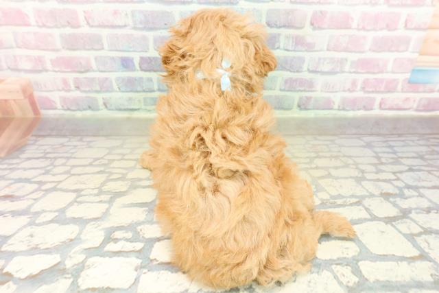 沖縄県のトイプードル(トイ) (Coo&RIKUイーアス沖縄豊崎店/2025年11月17日生まれ/女の子/オレンジフォーン)の子犬の4枚目の画像