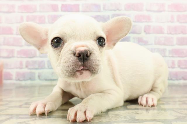 東京都のフレンチブルドッグ (Coo&RIKU中野サンモール店/2025年11月17日生まれ/男の子/クリーム)の子犬の2枚目の画像
