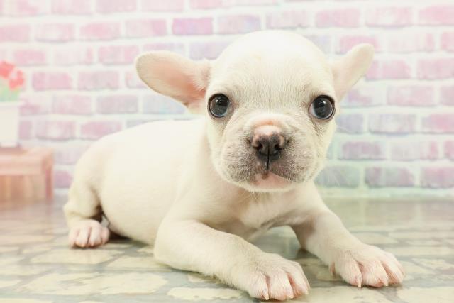 東京都のフレンチブルドッグ (Coo&RIKU中野サンモール店/2025年11月17日生まれ/男の子/クリーム)の子犬の3枚目の画像