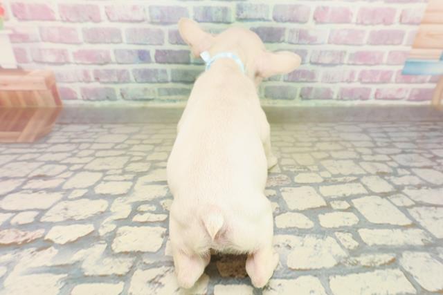 東京都のフレンチブルドッグ (Coo&RIKU中野サンモール店/2025年11月17日生まれ/男の子/クリーム)の子犬の4枚目の画像