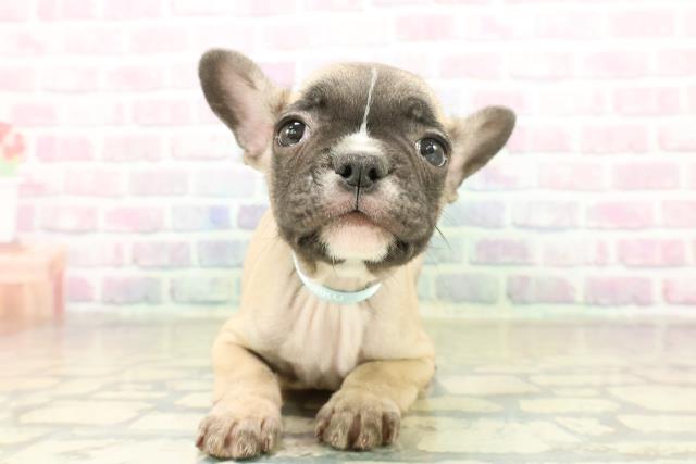 神奈川県のフレンチブルドッグ (Coo&RIKU相模原店/2025年11月17日生まれ/男の子/フォーンホワイト)の子犬の1枚目の画像