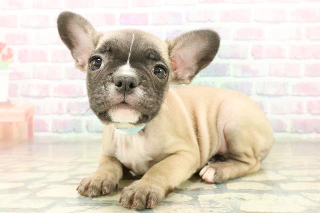 神奈川県のフレンチブルドッグ (Coo&RIKU相模原店/2025年11月17日生まれ/男の子/フォーンホワイト)の子犬の2枚目の画像