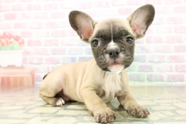 神奈川県のフレンチブルドッグ (Coo&RIKU相模原店/2025年11月17日生まれ/男の子/フォーンホワイト)の子犬の3枚目の画像