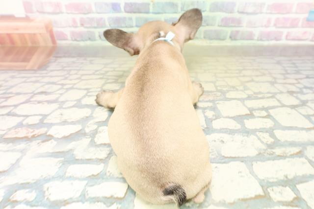 神奈川県のフレンチブルドッグ (Coo&RIKU相模原店/2025年11月17日生まれ/男の子/フォーンホワイト)の子犬の4枚目の画像