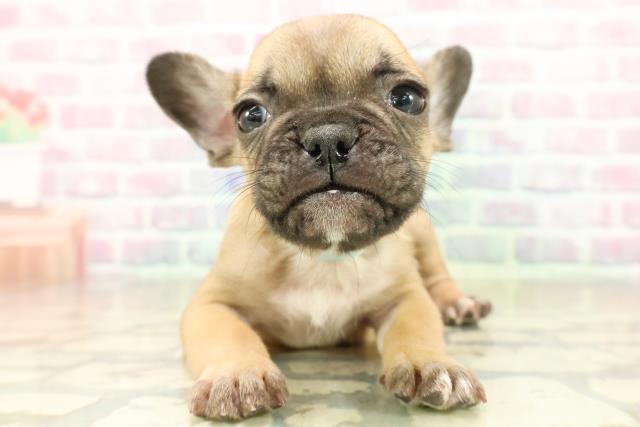 千葉県のフレンチブルドッグ (Coo&RIKU東船橋店/2025年11月17日生まれ/男の子/フォーンホワイト)の子犬の1枚目の画像