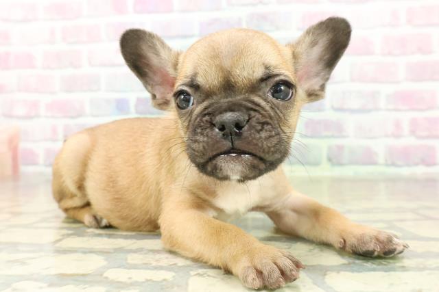 千葉県のフレンチブルドッグ (Coo&RIKU東船橋店/2025年11月17日生まれ/男の子/フォーンホワイト)の子犬の3枚目の画像