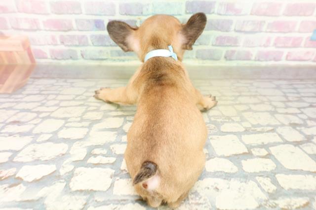 千葉県のフレンチブルドッグ (Coo&RIKU東船橋店/2025年11月17日生まれ/男の子/フォーンホワイト)の子犬の4枚目の画像