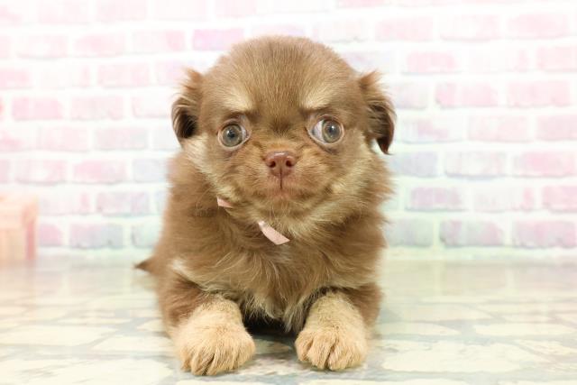 沖縄県のチワワ(ロング) (Coo&RIKUイーアス沖縄豊崎店/2025年11月13日生まれ/女の子/チョコレートクリーム)の子犬の1枚目の画像