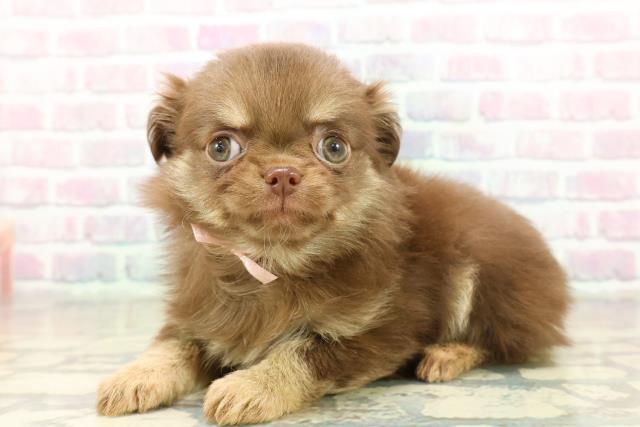 沖縄県のチワワ(ロング) (Coo&RIKUイーアス沖縄豊崎店/2025年11月13日生まれ/女の子/チョコレートクリーム)の子犬の2枚目の画像