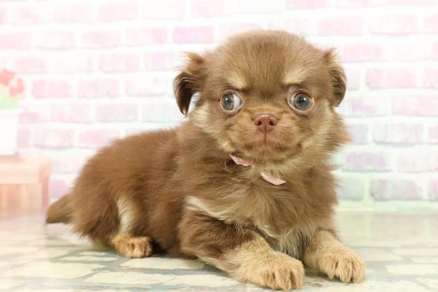 沖縄県のチワワ(ロング) (Coo&RIKUイーアス沖縄豊崎店/2025年11月13日生まれ/女の子/チョコレートクリーム)の子犬の3枚目の画像