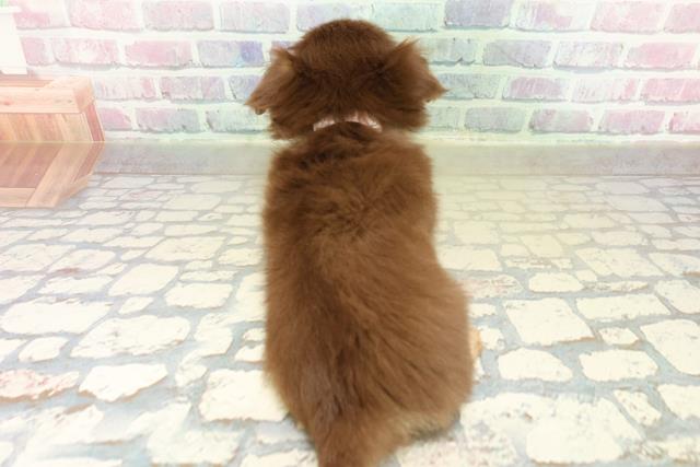 沖縄県のチワワ(ロング) (Coo&RIKUイーアス沖縄豊崎店/2025年11月13日生まれ/女の子/チョコレートクリーム)の子犬の4枚目の画像