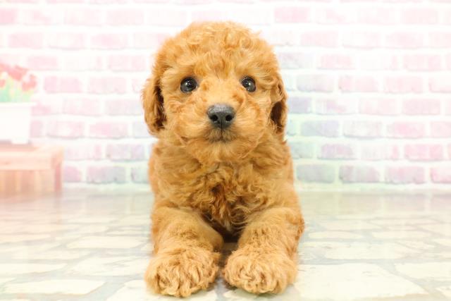 新潟県のトイプードル(トイ) (Coo&RIKU長岡店/2025年11月17日生まれ/男の子/レッド)の子犬の1枚目の画像