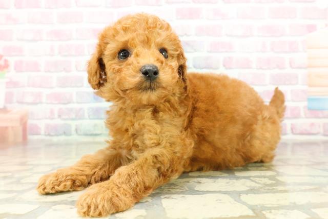 新潟県のトイプードル(トイ) (Coo&RIKU長岡店/2025年11月17日生まれ/男の子/レッド)の子犬の2枚目の画像