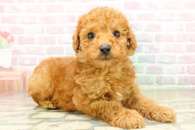 新潟県のトイプードル(トイ) (Coo&RIKU長岡店/2025年11月17日生まれ/男の子/レッド)の子犬の3枚目の画像