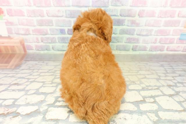 新潟県のトイプードル(トイ) (Coo&RIKU長岡店/2025年11月17日生まれ/男の子/レッド)の子犬の4枚目の画像