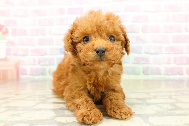 東京都のトイプードル(ティーカップ) (Coo&RIKU池袋西口店/2025年11月17日生まれ/女の子/レッド)の子犬の1枚目の画像