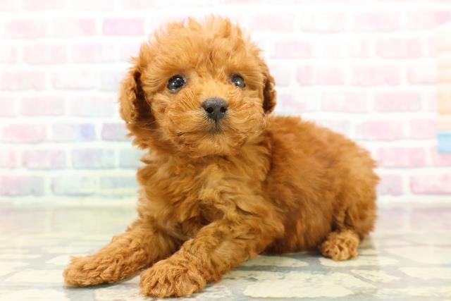 東京都のトイプードル(ティーカップ) (Coo&RIKU池袋西口店/2025年11月17日生まれ/女の子/レッド)の子犬の2枚目の画像