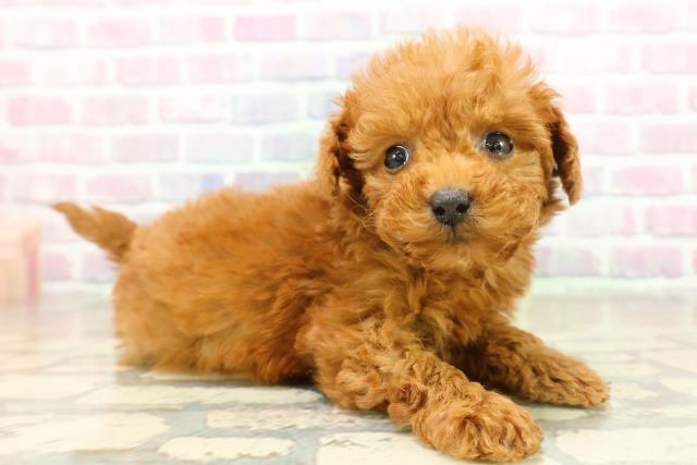 東京都のトイプードル(ティーカップ) (Coo&RIKU池袋西口店/2025年11月17日生まれ/女の子/レッド)の子犬の3枚目の画像