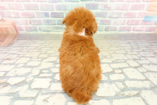 東京都のトイプードル(ティーカップ) (Coo&RIKU池袋西口店/2025年11月17日生まれ/女の子/レッド)の子犬の4枚目の画像