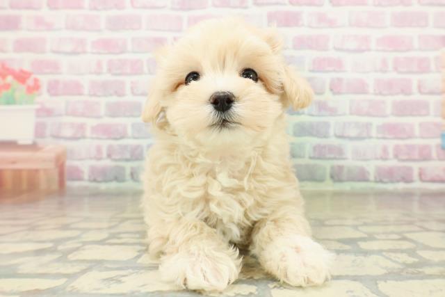福島県のマルプー(マルチーズ×プードル) (Coo&RIKU郡山店/2025年11月17日生まれ/女の子/クリームホワイト)の子犬