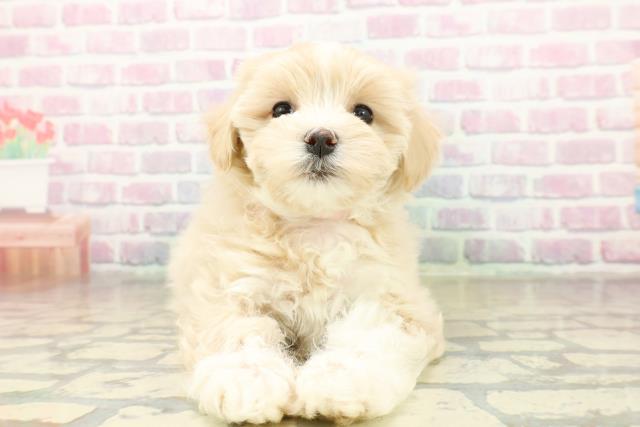 岩手県のマルプー(マルチーズ×プードル) (Coo&RIKU一関店/2025年11月17日生まれ/女の子/クリームホワイト)の子犬