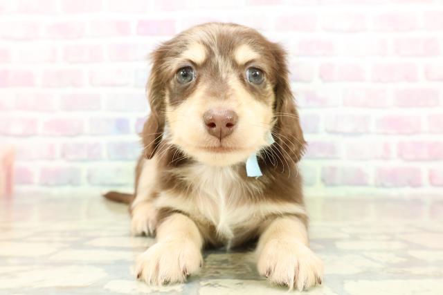 秋田県のミニチュアダックスフンド(ロング) (Coo&RIKU秋田店/2025年11月13日生まれ/男の子/チョコレートダップル)の子犬