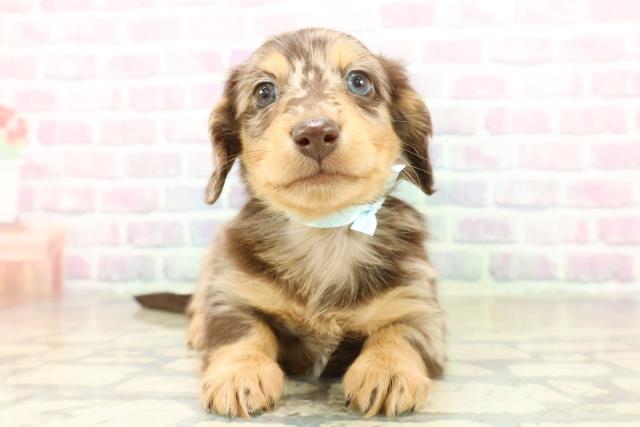 福井県のミニチュアダックスフンド(ロング) (Coo&RIKU福井店/2025年11月13日生まれ/男の子/チョコレートダップル)の子犬の1枚目の画像