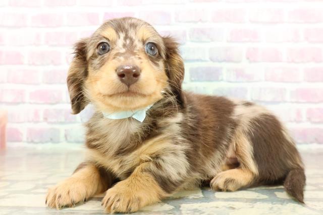 福井県のミニチュアダックスフンド(ロング) (Coo&RIKU福井店/2025年11月13日生まれ/男の子/チョコレートダップル)の子犬の2枚目の画像