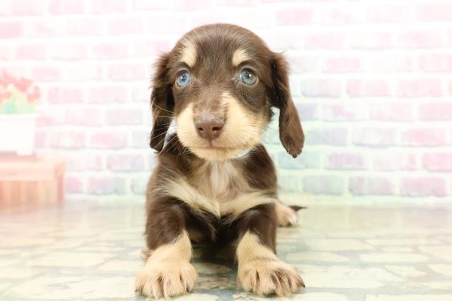 茨城県のミニチュアダックスフンド(ロング) (Coo&RIKU日立店/2025年11月13日生まれ/男の子/チョコレートイエロー)の子犬の1枚目の画像