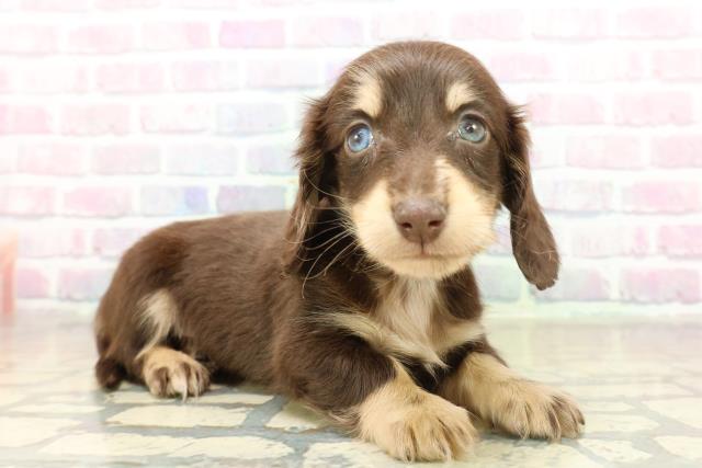 茨城県のミニチュアダックスフンド(ロング) (Coo&RIKU日立店/2025年11月13日生まれ/男の子/チョコレートイエロー)の子犬の3枚目の画像