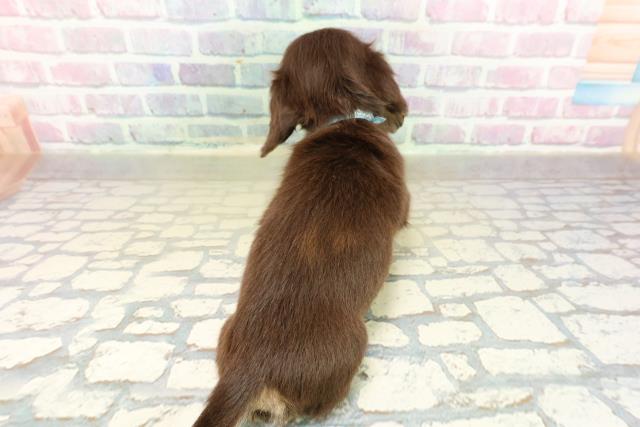 茨城県のミニチュアダックスフンド(ロング) (Coo&RIKU日立店/2025年11月13日生まれ/男の子/チョコレートイエロー)の子犬の4枚目の画像