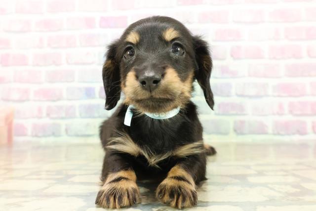 茨城県のミニチュアダックスフンド(ロング) (Coo&RIKU水戸店/2025年11月13日生まれ/男の子/ブラックタン)の子犬の1枚目の画像