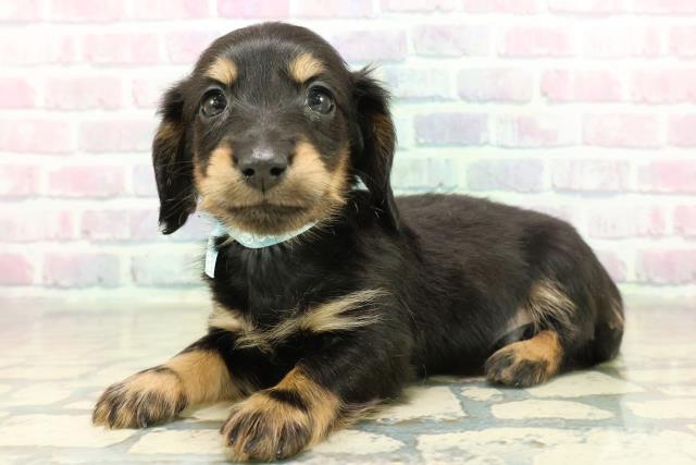 茨城県のミニチュアダックスフンド(ロング) (Coo&RIKU水戸店/2025年11月13日生まれ/男の子/ブラックタン)の子犬の2枚目の画像