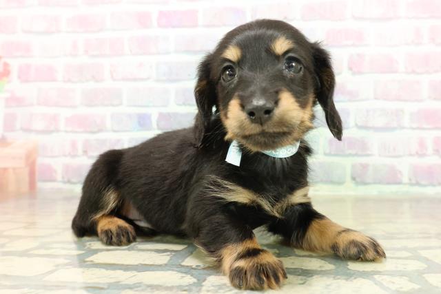 茨城県のミニチュアダックスフンド(ロング) (Coo&RIKU水戸店/2025年11月13日生まれ/男の子/ブラックタン)の子犬の3枚目の画像