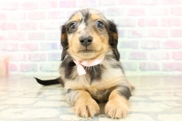 新潟県のミニチュアダックスフンド(ロング) (Coo&RIKU長岡店/2025年11月13日生まれ/女の子/シルバーダップル)の子犬の1枚目の画像