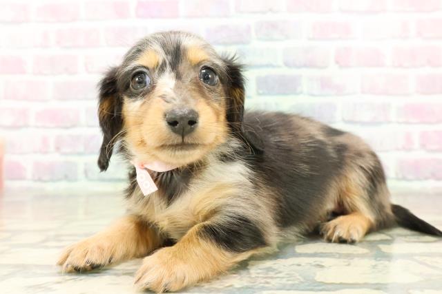 新潟県のミニチュアダックスフンド(ロング) (Coo&RIKU長岡店/2025年11月13日生まれ/女の子/シルバーダップル)の子犬の2枚目の画像