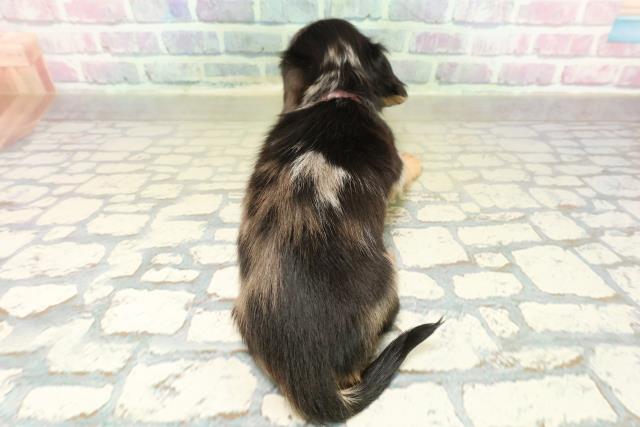 新潟県のミニチュアダックスフンド(ロング) (Coo&RIKU長岡店/2025年11月13日生まれ/女の子/シルバーダップル)の子犬の4枚目の画像