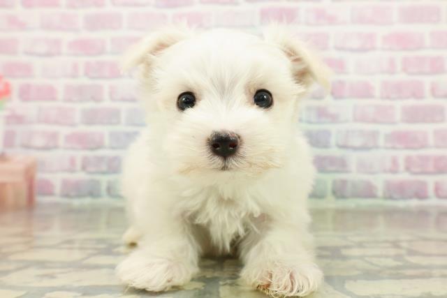 北海道のマルチーズ (Coo&RIKU旭川店/2025年11月15日生まれ/男の子/ホワイト)の子犬