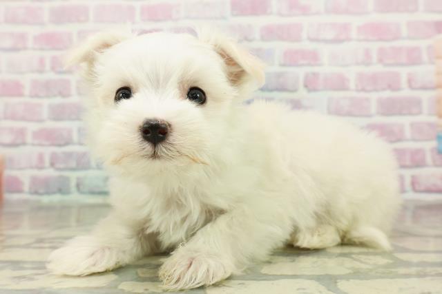 北海道のマルチーズ (Coo&RIKU旭川店/2025年11月15日生まれ/男の子/ホワイト)の子犬の2枚目の画像