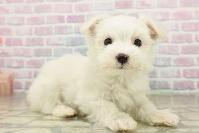 北海道のマルチーズ (Coo&RIKU旭川店/2025年11月15日生まれ/男の子/ホワイト)の子犬の3枚目の画像