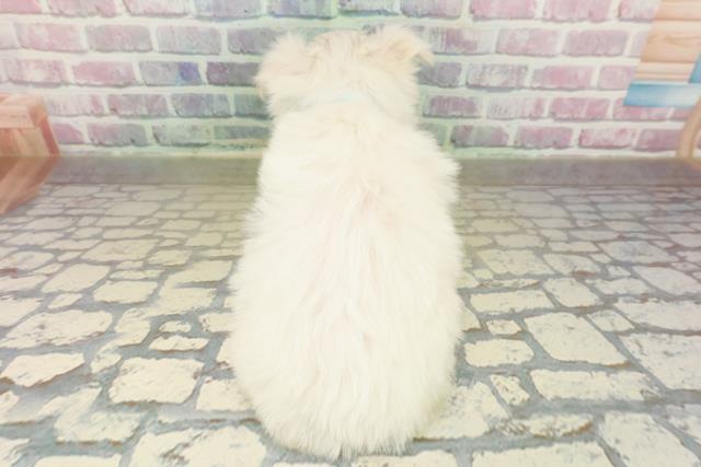 北海道のマルチーズ (Coo&RIKU旭川店/2025年11月15日生まれ/男の子/ホワイト)の子犬の4枚目の画像