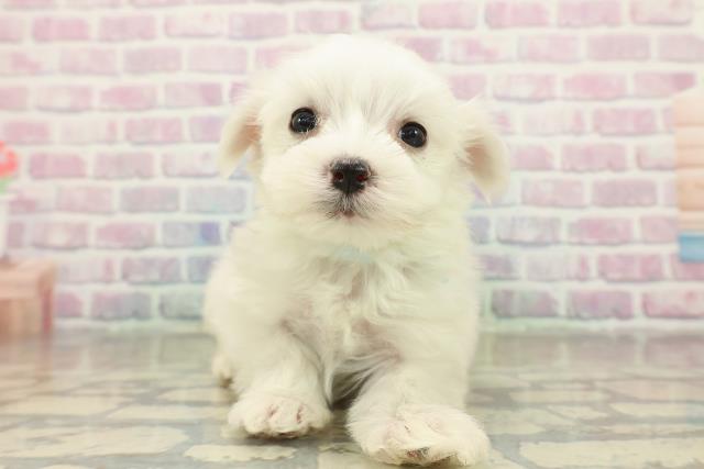 岩手県のマルチーズ (Coo&RIKU岩手盛岡店/2025年11月15日生まれ/男の子/ホワイト)の子犬