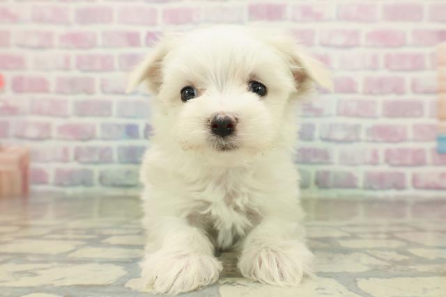 新潟県のマルチーズ (Coo&RIKU新潟西店/2025年11月15日生まれ/女の子/ホワイト)の子犬